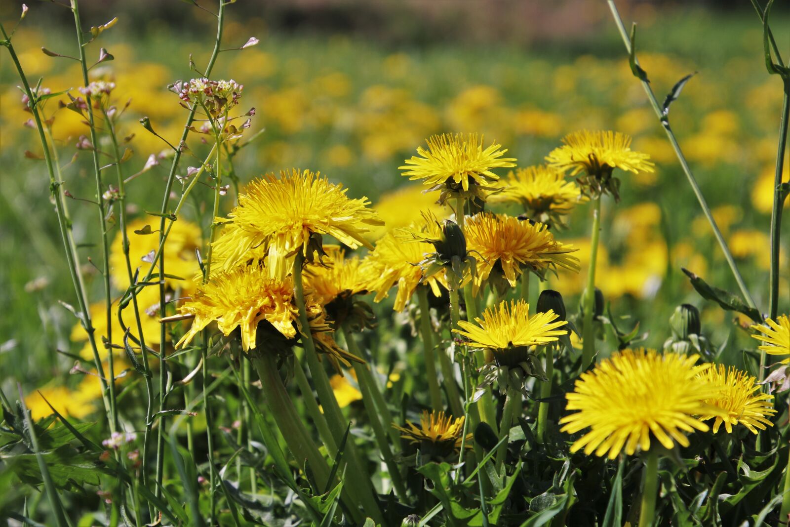 Canon EOS 80D sample photo. Spring, nature, plant photography