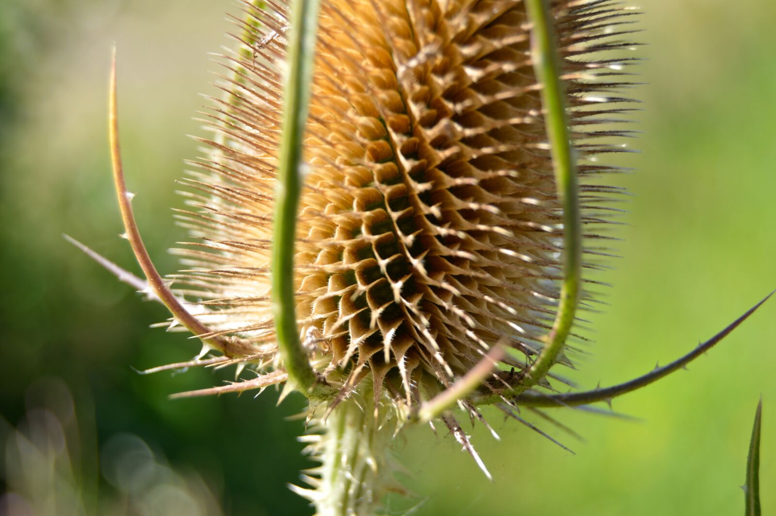 Nikon D3200 sample photo. Thistle, dry, head photography