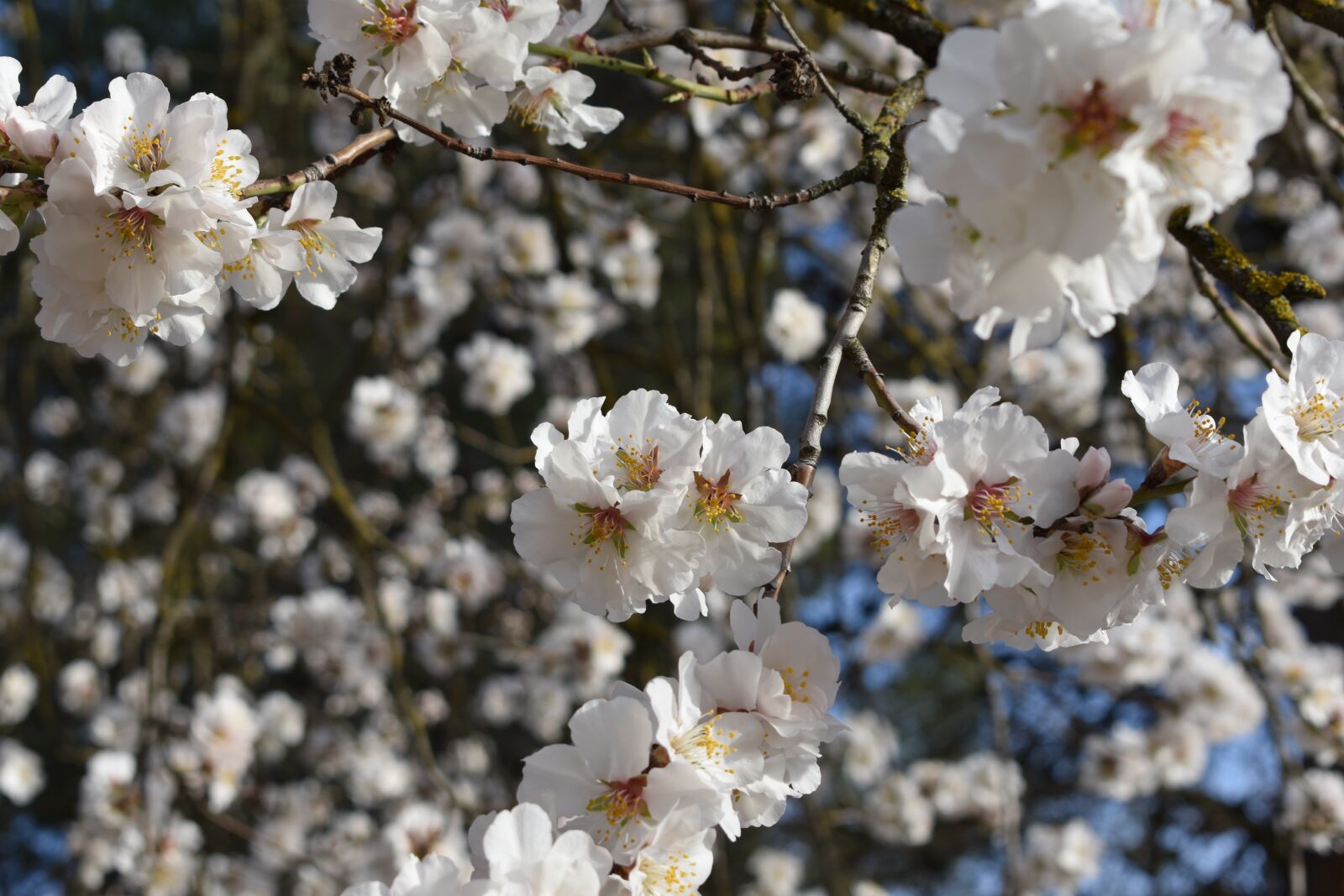 Nikon D3400 sample photo. Almond trees, almond tree photography