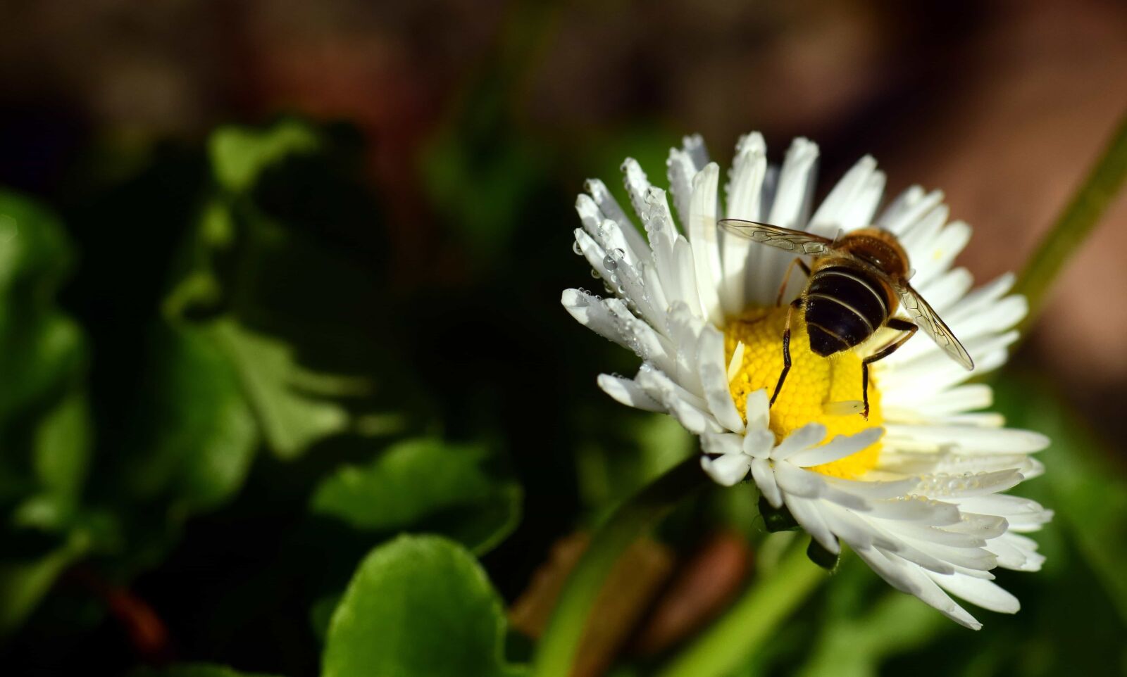 Nikon D3300 sample photo. Nature, insect, flower, flora photography