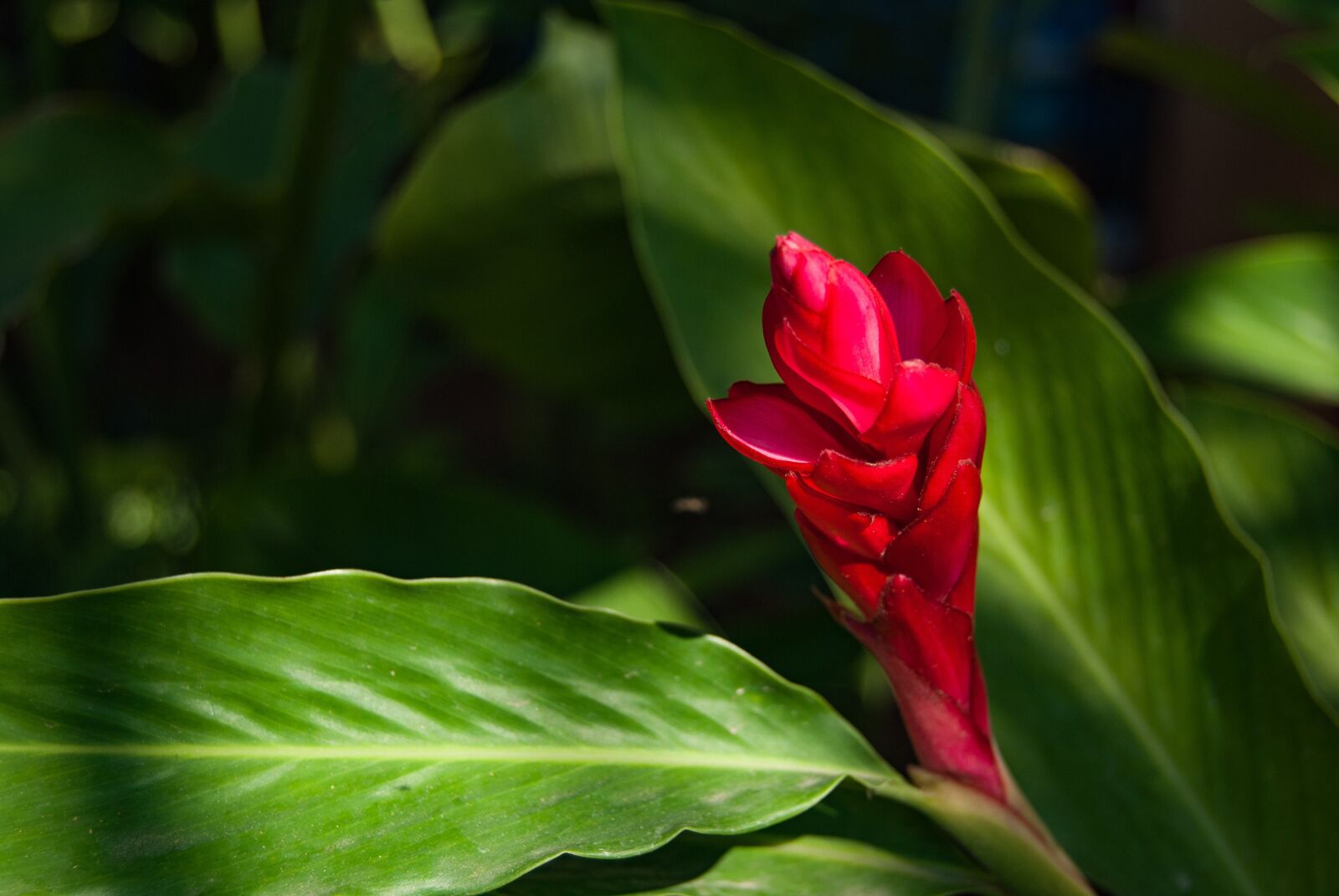 Nikon D3000 sample photo. Red flowers, red, plant photography