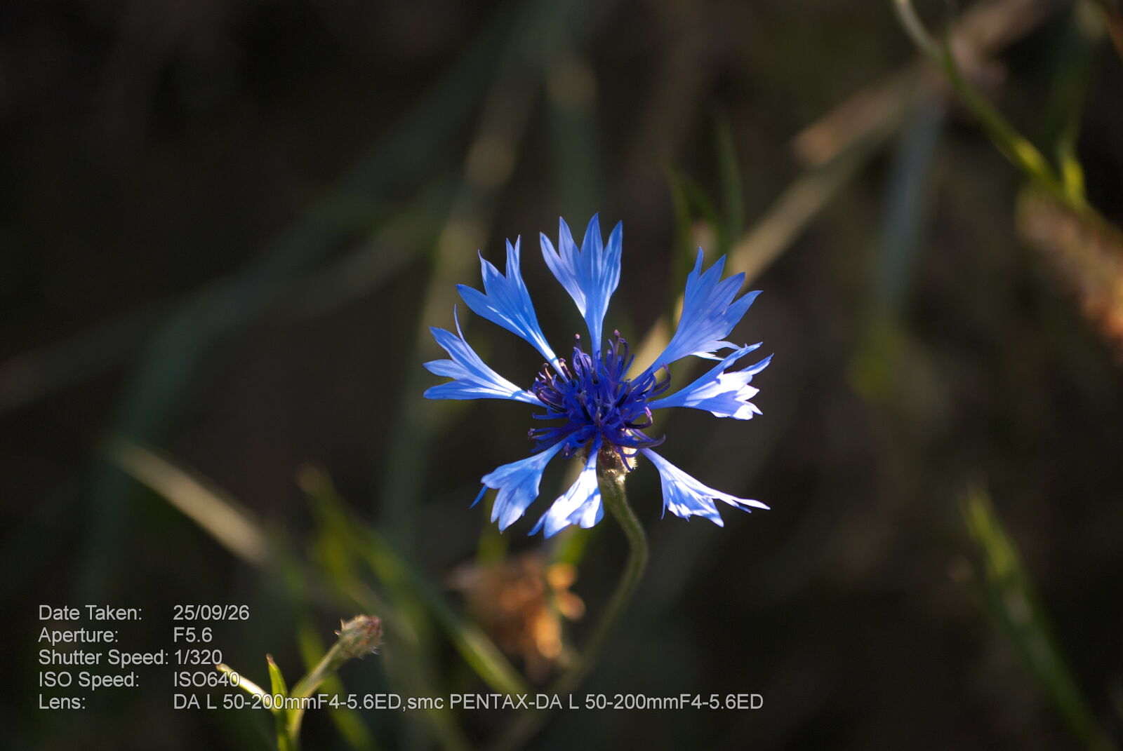Pentax K200D sample photo