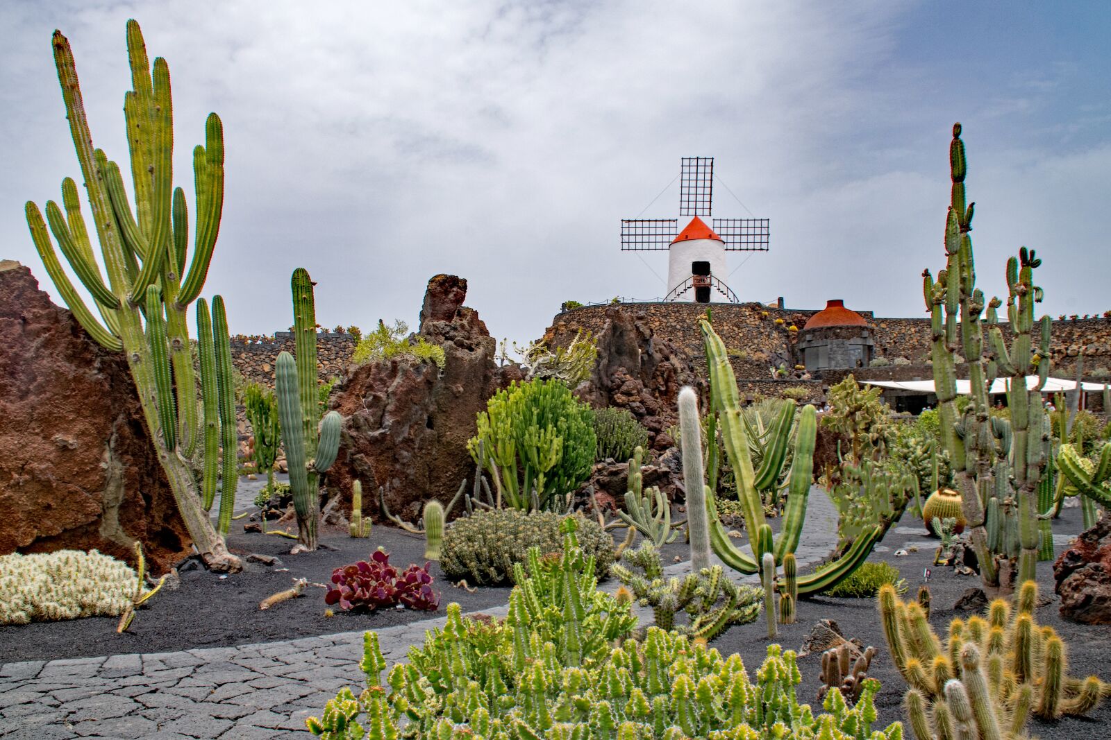 Nikon D5300 sample photo. Jardin de cactus, cactus photography