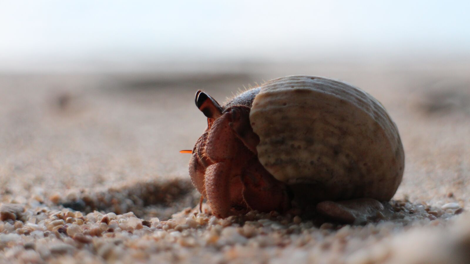 Canon EOS M sample photo. Hermit, crab, thailand photography