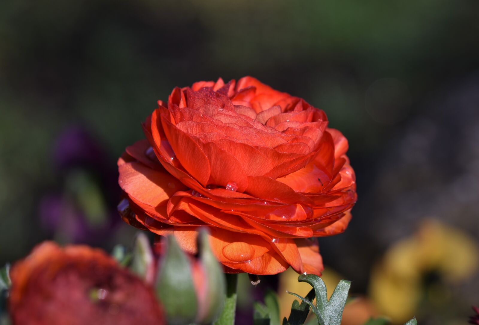 Nikon D7200 sample photo. Ranunculus, flower, blossom photography