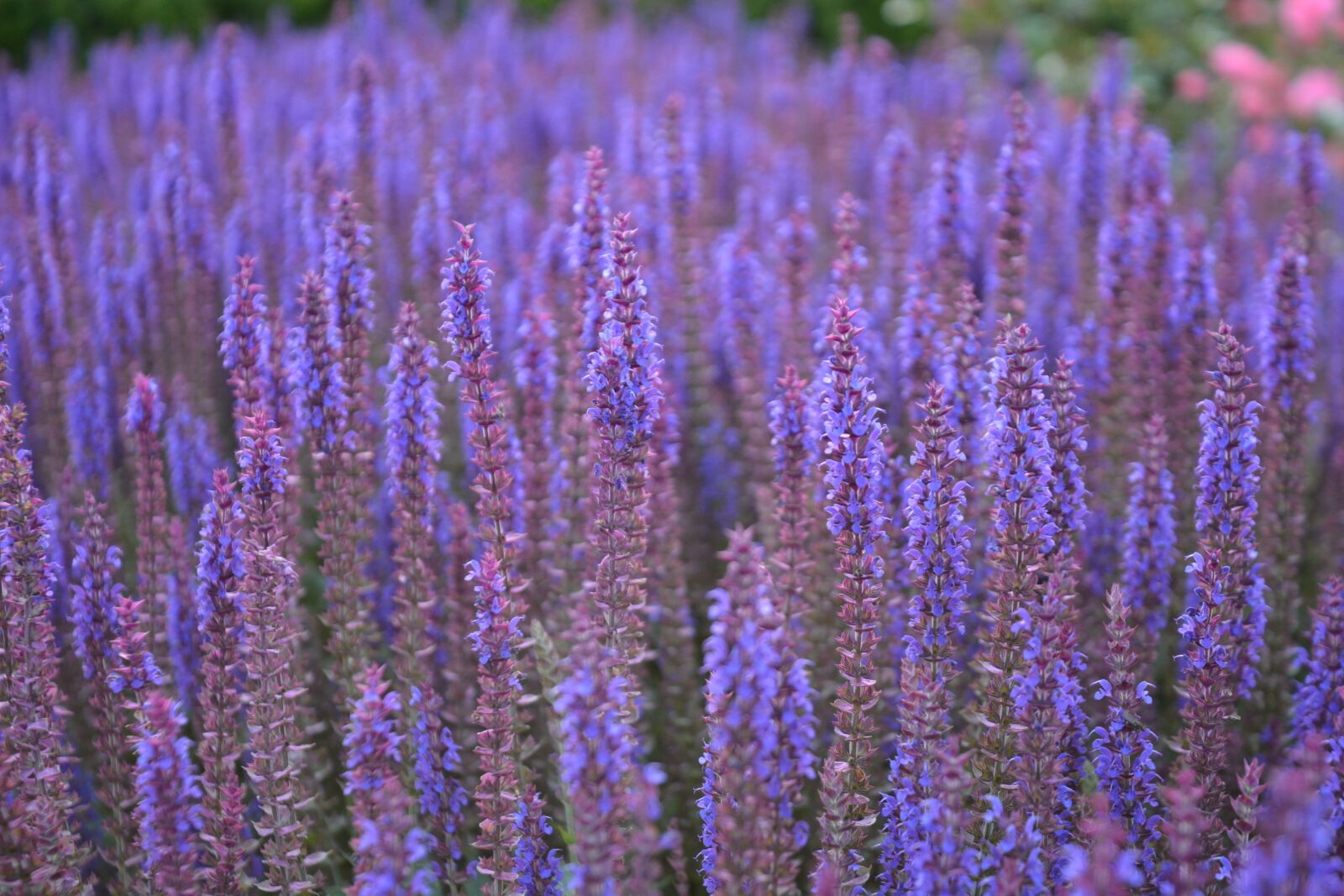 Nikon D7100 sample photo. Nature, flower, sage photography