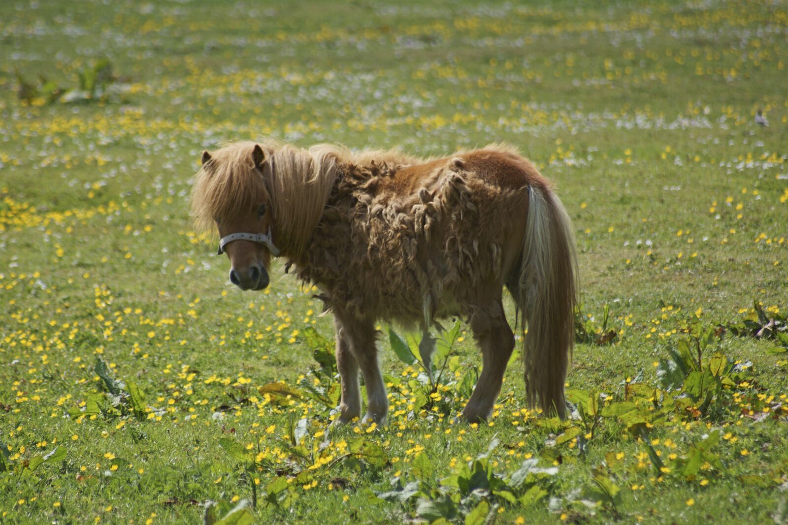 Sony SLT-A77 sample photo. Pony, meadow, animal photography