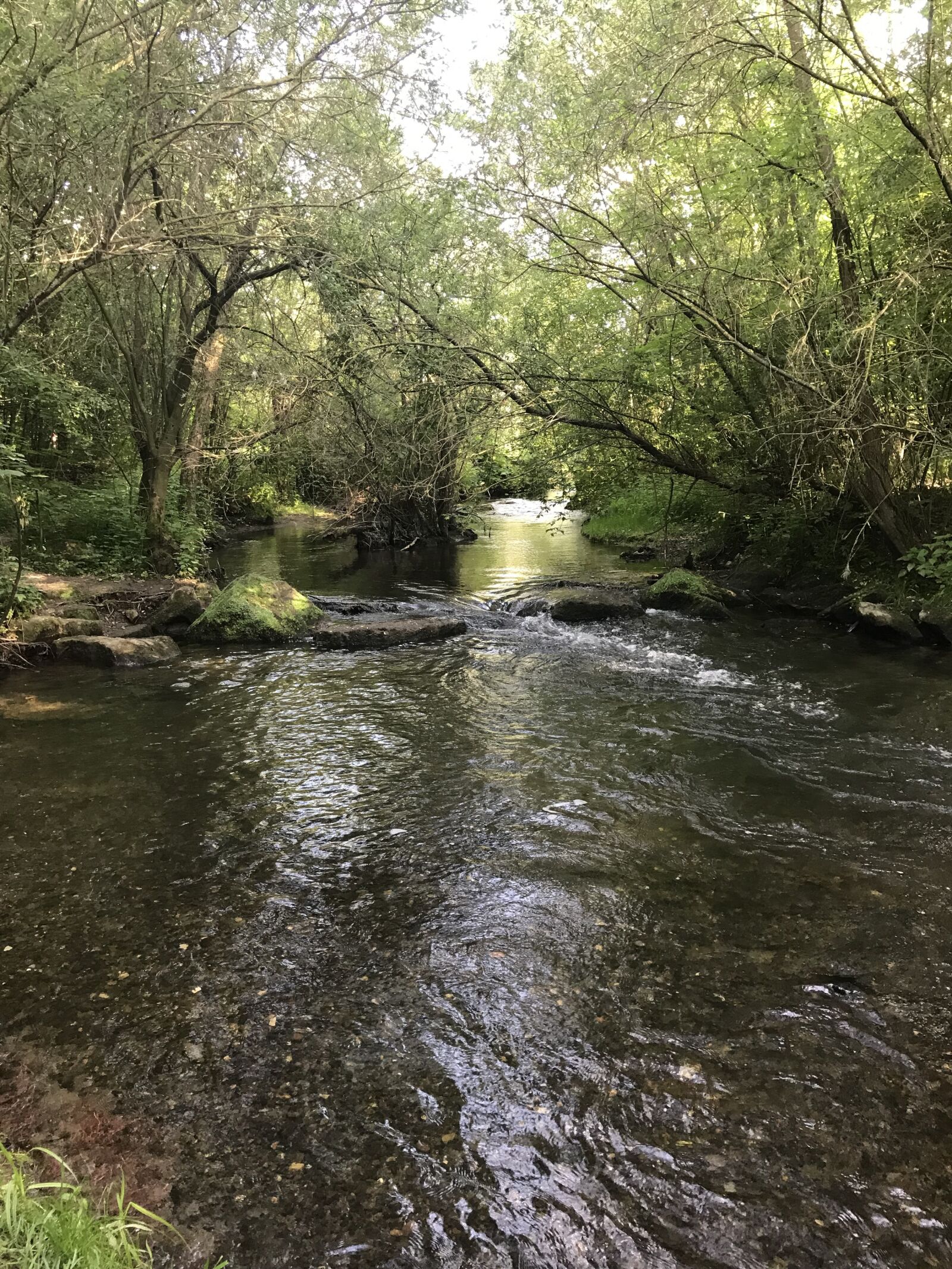 iPhone 7 Plus back dual camera 3.99mm f/1.8 sample photo. Nature, river, trees photography