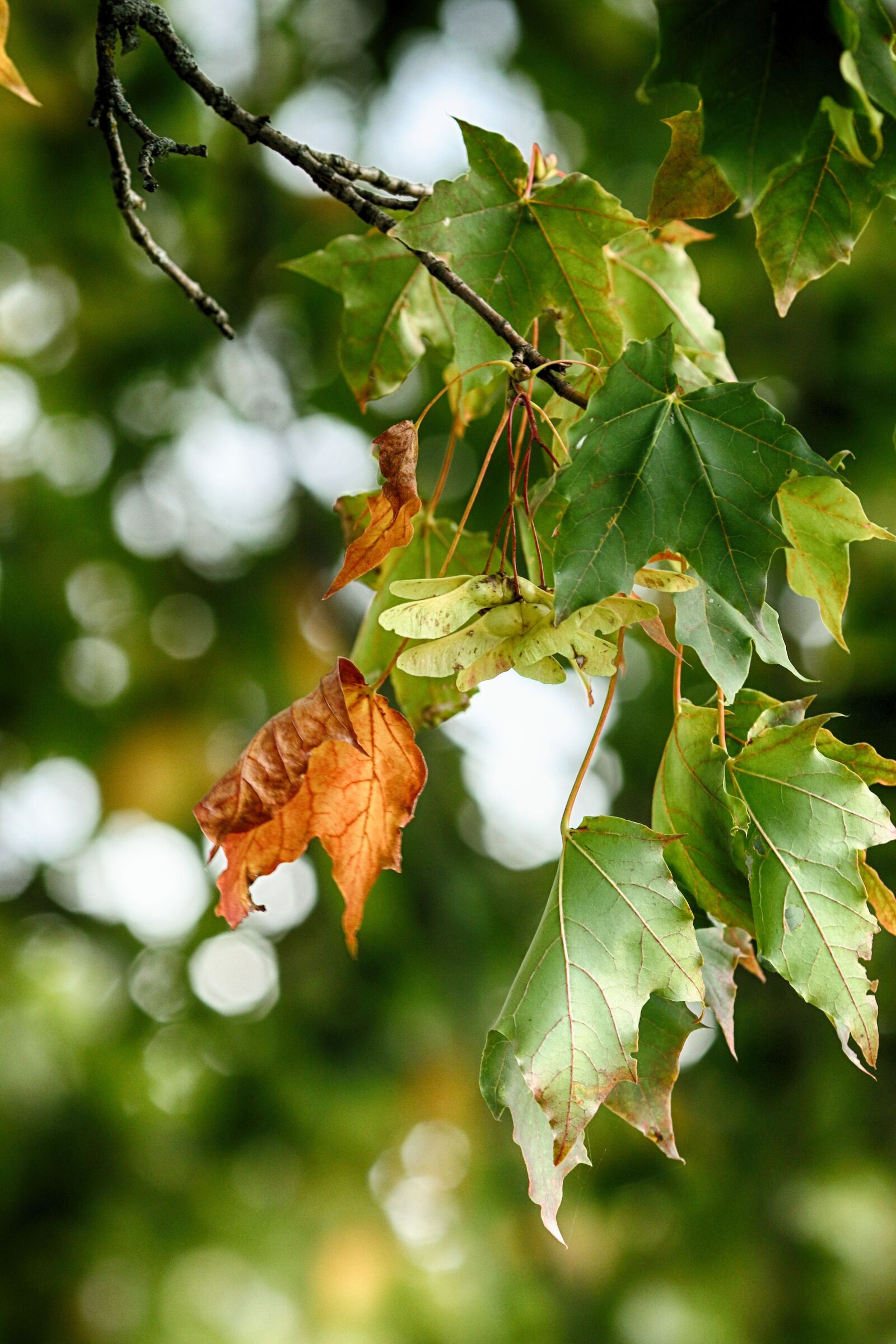 Canon EOS 7D Mark II + Canon EF 135mm F2L USM sample photo. Leaves, tree, autumn photography