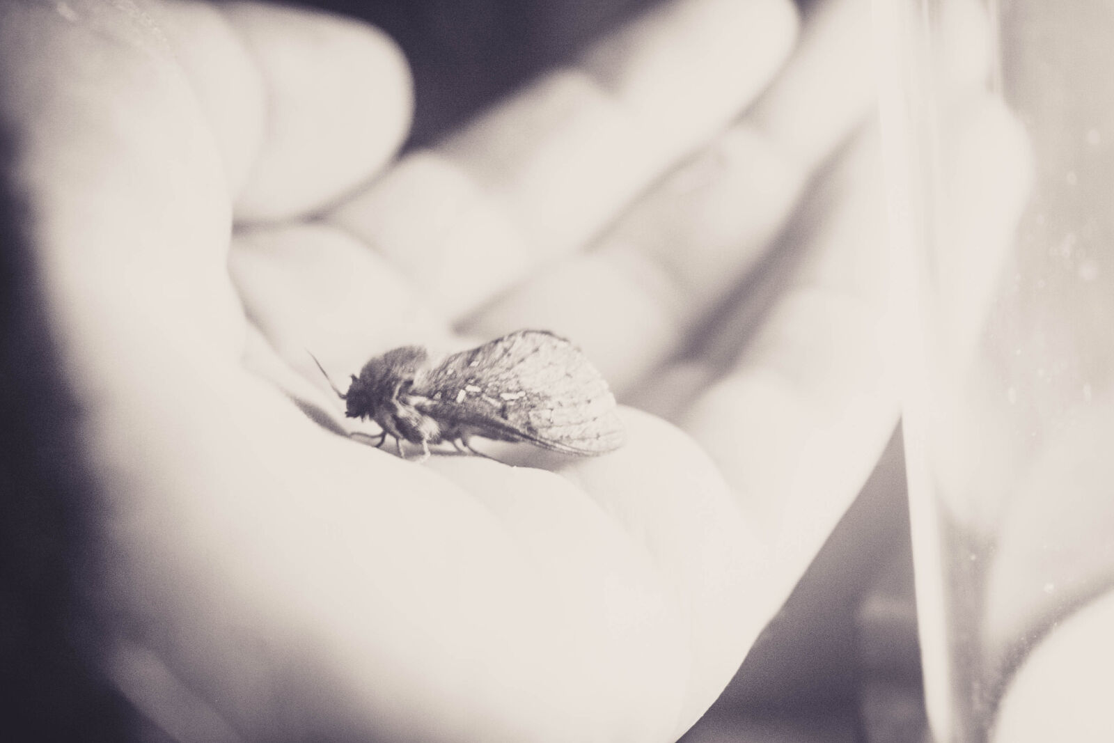 Canon EOS 20D sample photo. Bug, hand, insect, invertabre photography