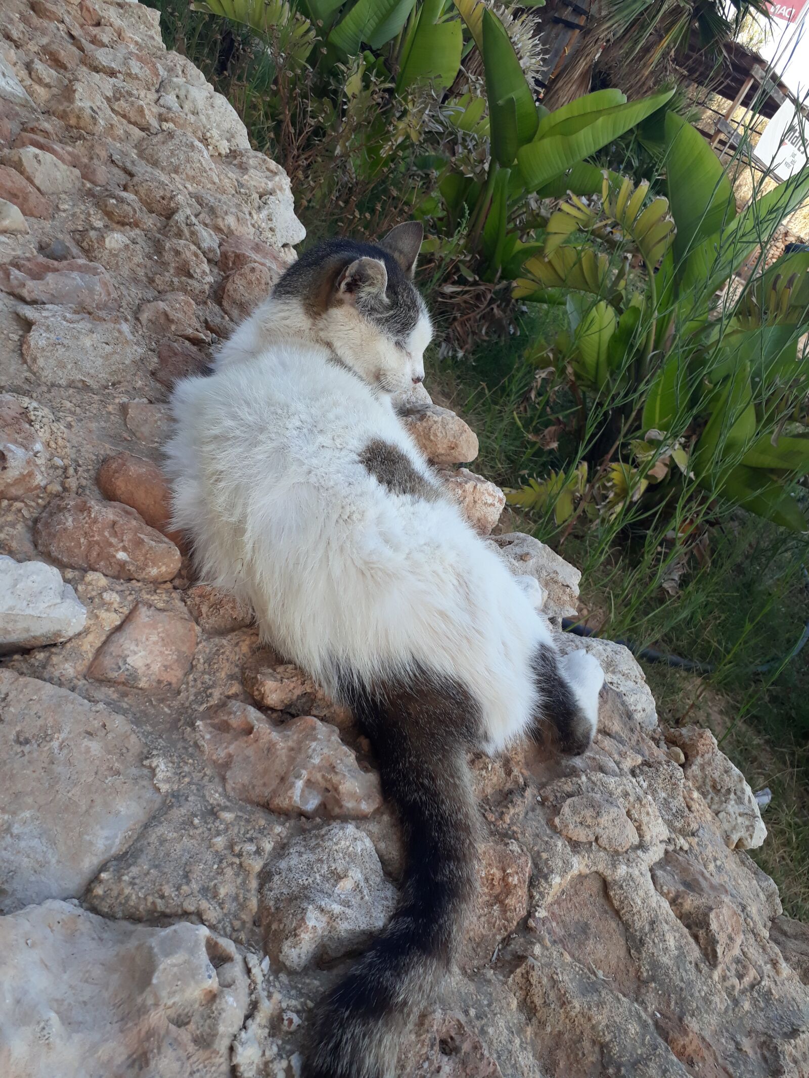 Samsung Galaxy A3(2017) sample photo. Malta, cats, mediterranean photography