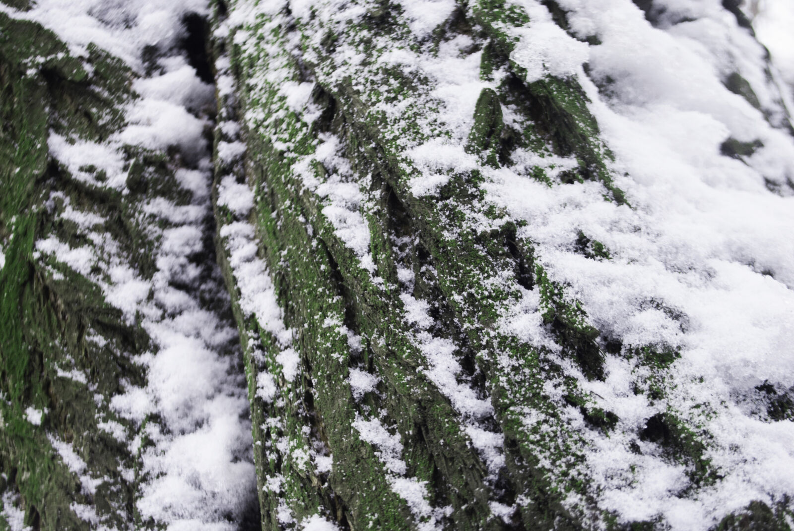 Nikon D3000 sample photo. Parallel, bark, ice, snow photography