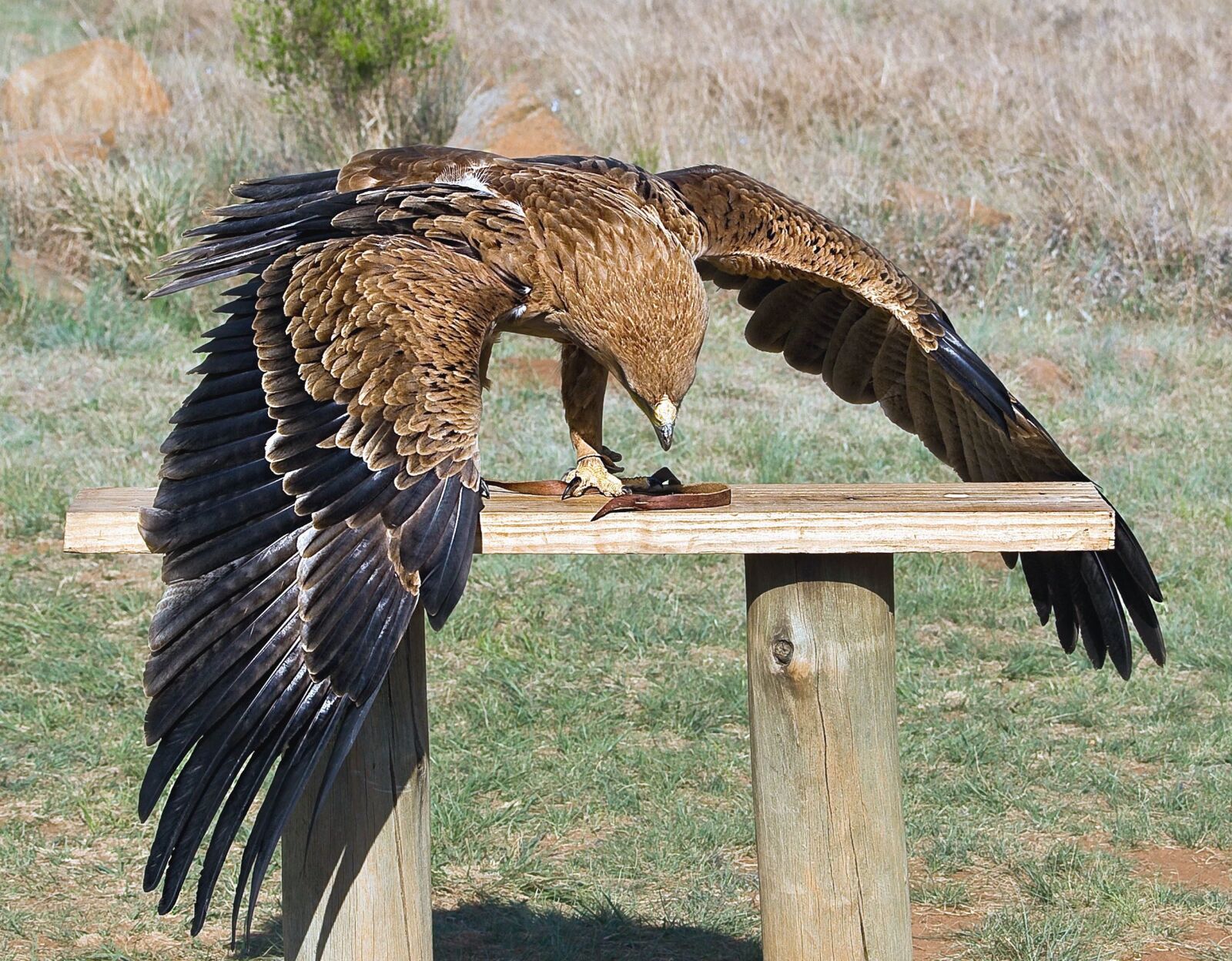 Canon EOS 400D (EOS Digital Rebel XTi / EOS Kiss Digital X) sample photo. Bird, falcon, bench, wing photography