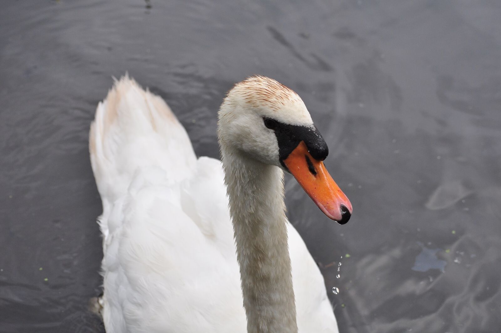 Nikon D5000 sample photo. Swan, water, bird photography