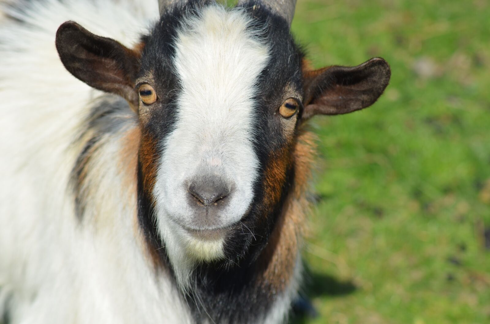 Nikon D5100 sample photo. Goat, pet, nature photography