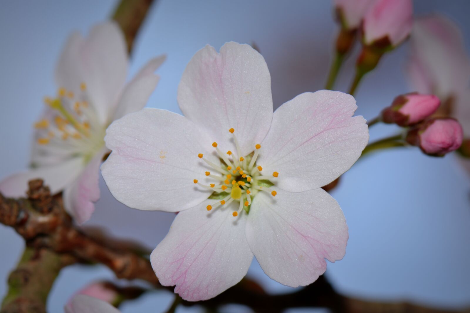 Nikon D5200 sample photo. Blossom, nature, flower photography