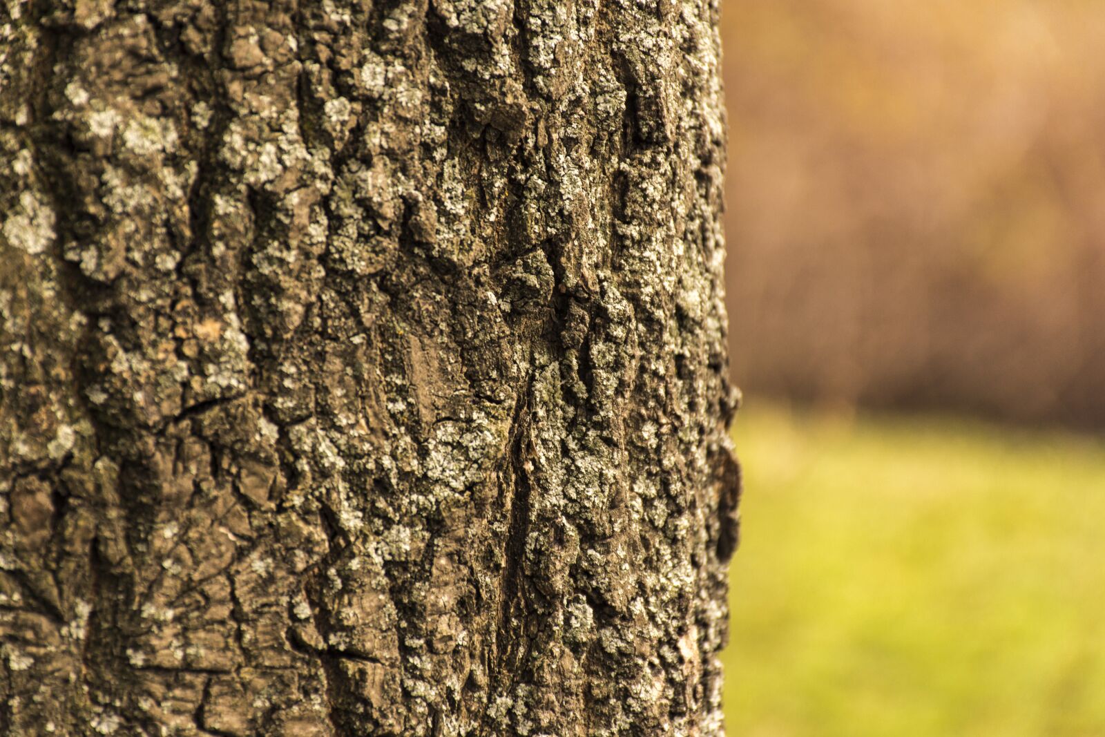 Nikon D7200 sample photo. Tree, bark, tree bark photography