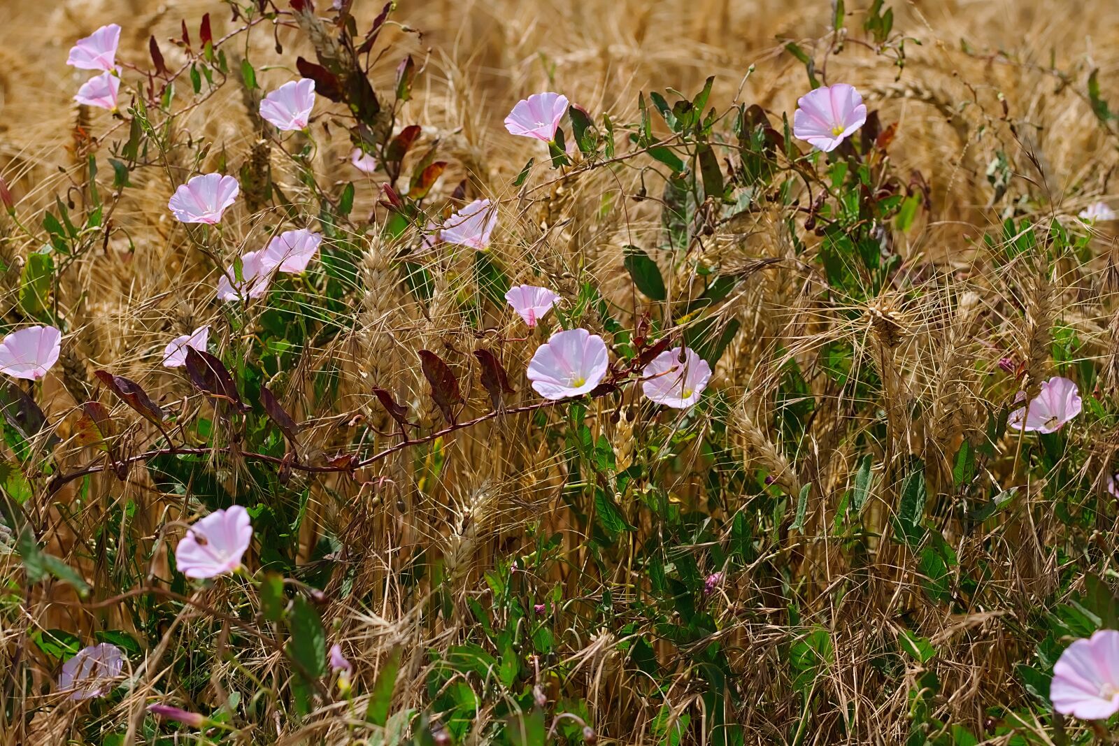 Nikon D3300 sample photo. Edge of field, bindweed photography