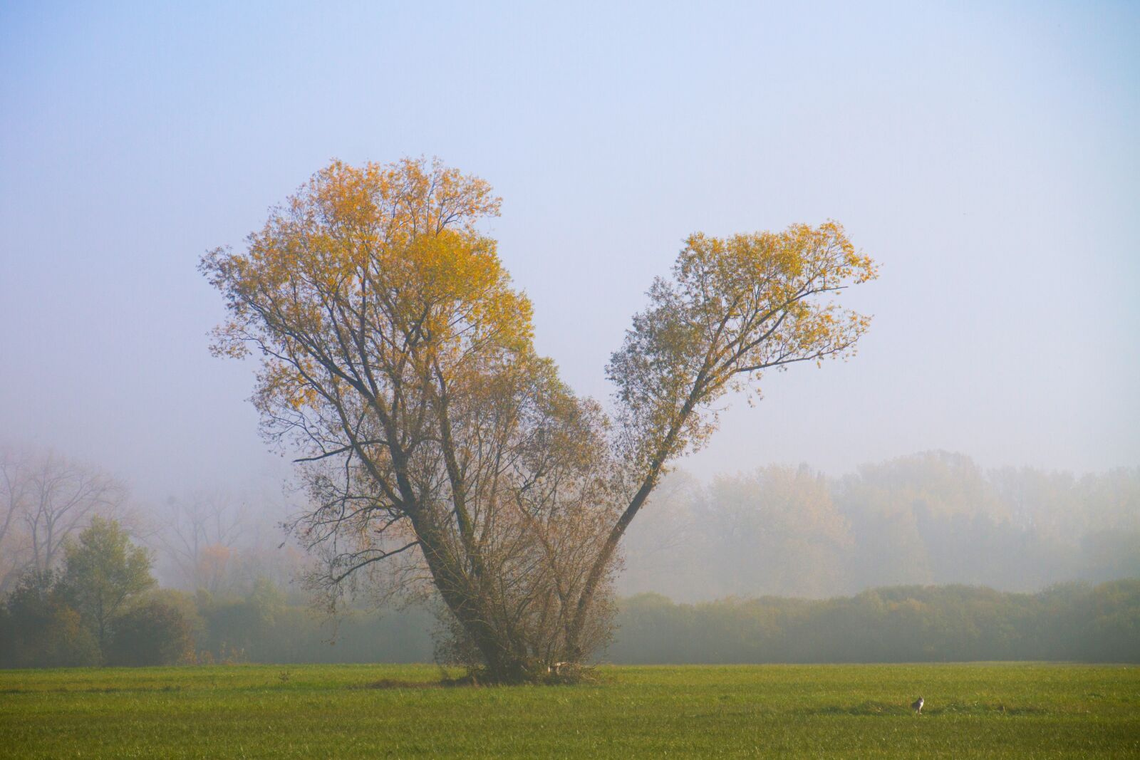Canon EOS 7D sample photo. Autumn, fog, tree photography
