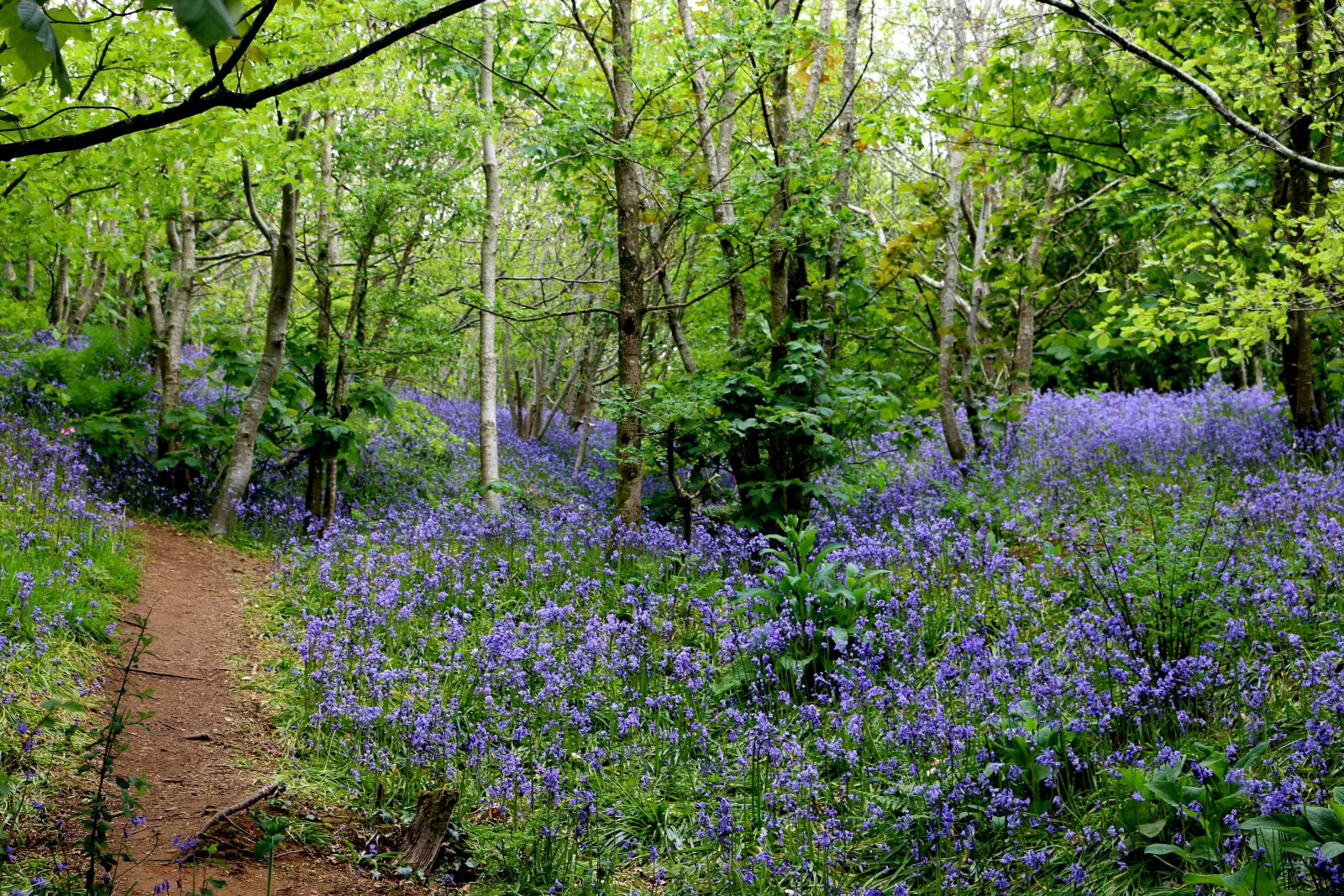 Canon EOS 70D + Canon EF-S 18-55mm F3.5-5.6 IS STM sample photo. Bluebells, woods, spring photography