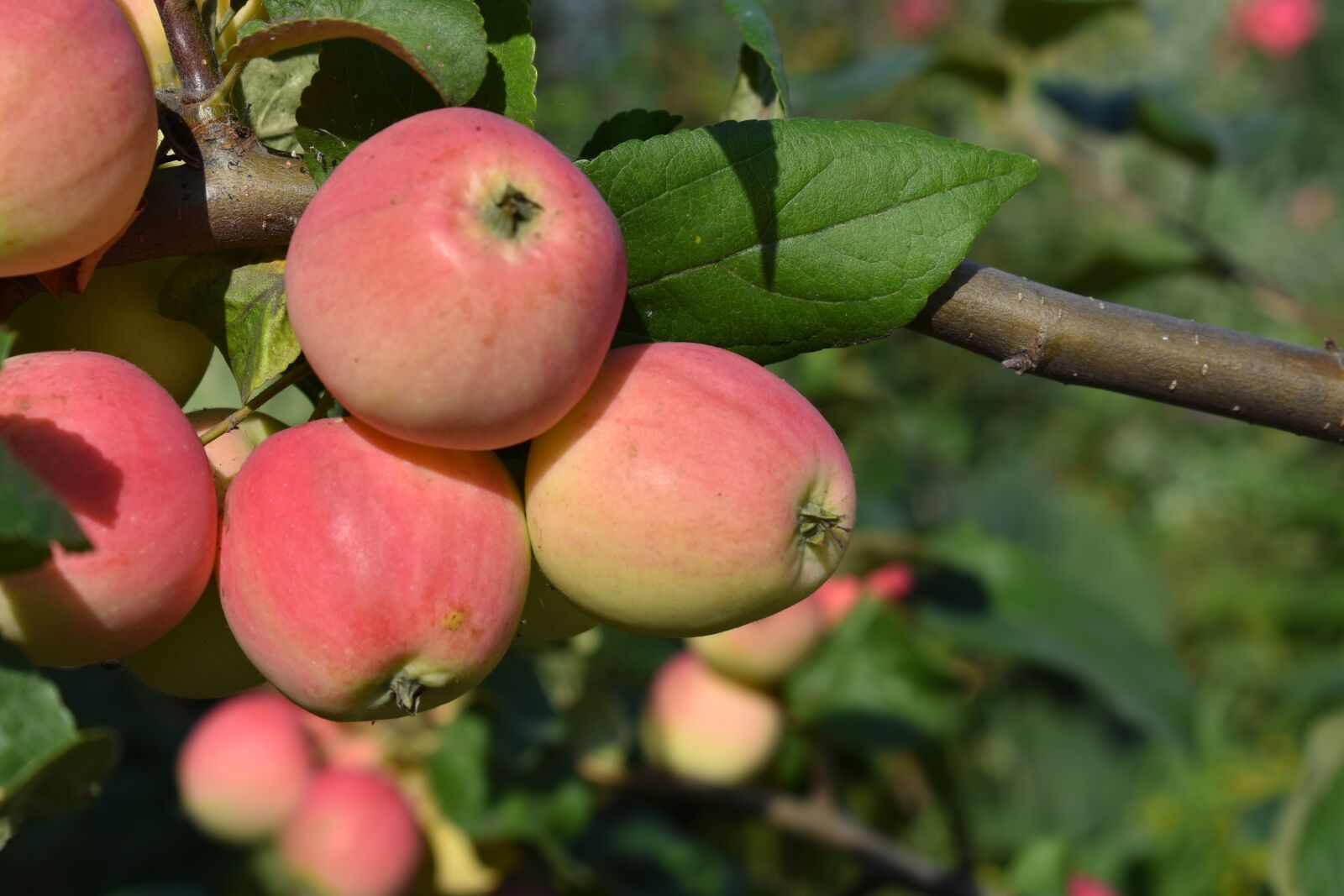 Nikon D3400 sample photo. Apples, ripe, siberia photography