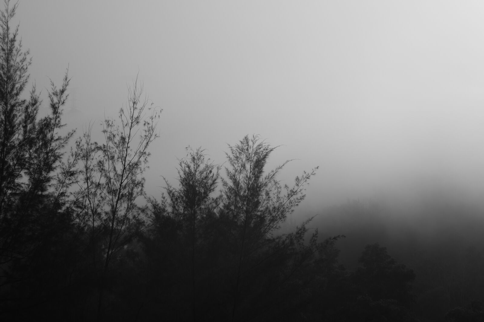50 mm f/ sample photo. Forest, black, white photography