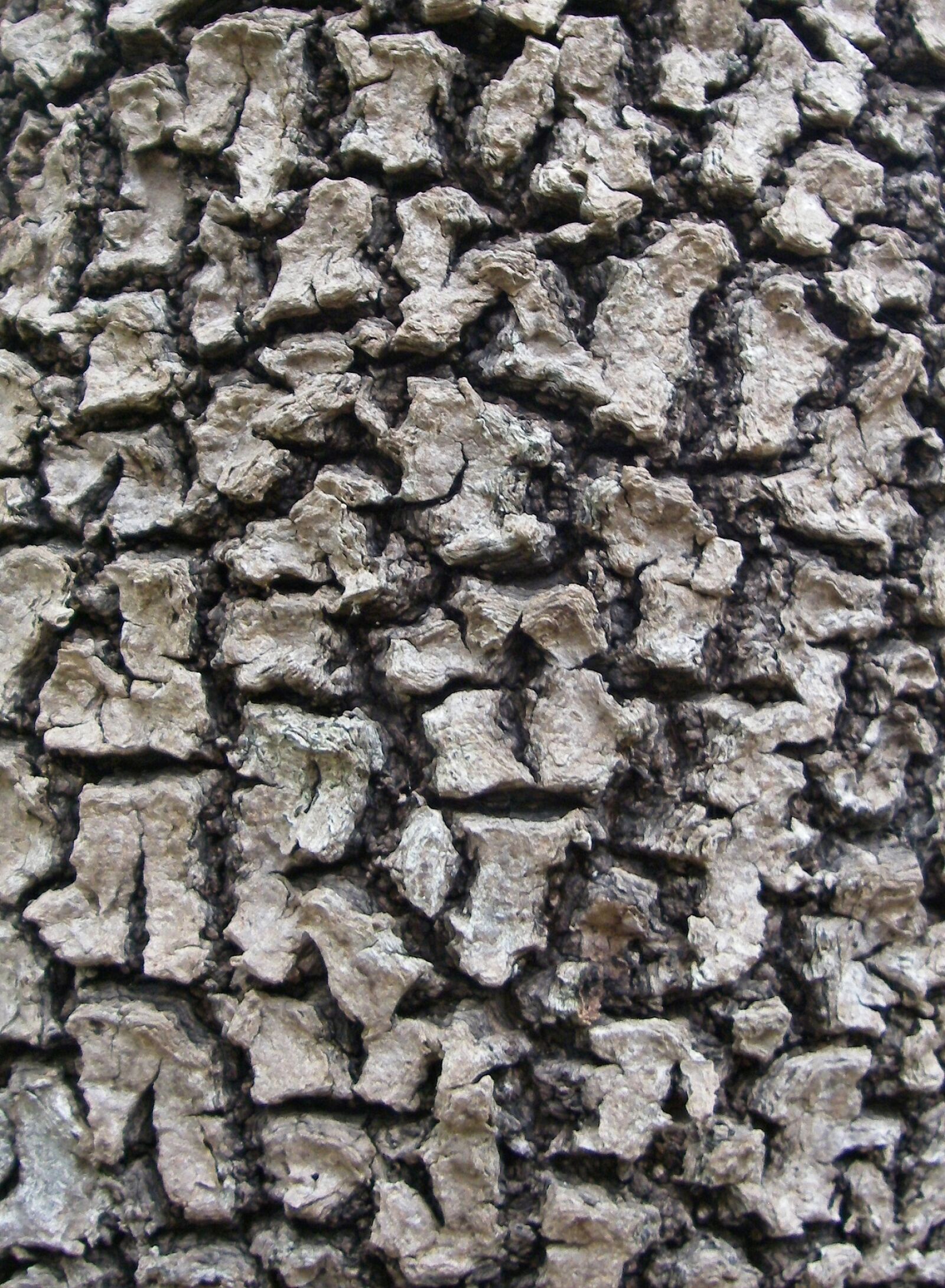 Pentax OPTIO W10 sample photo. Bark, tree, mangrove photography