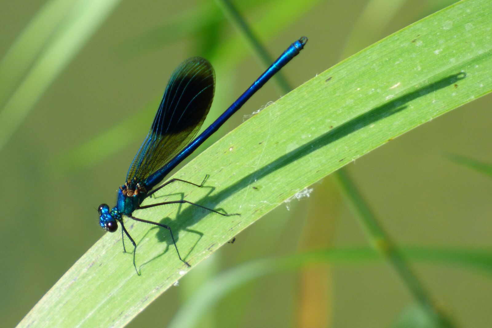 Panasonic DMC-FZ72 sample photo. Dragonfly, demoiselle, green photography