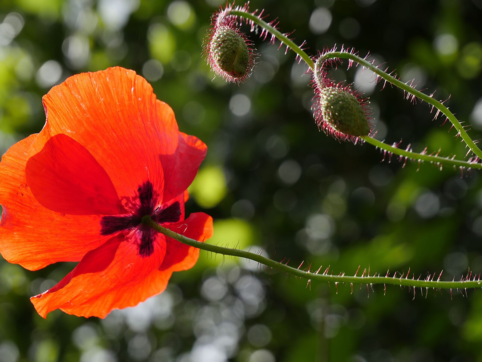 Panasonic Lumix DMC-GX8 sample photo. Poppy, red, flower photography