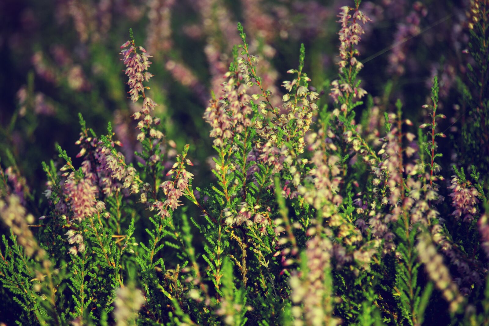 Canon EF-S 55-250mm F4-5.6 IS STM sample photo. Heathers, autumn, violet photography