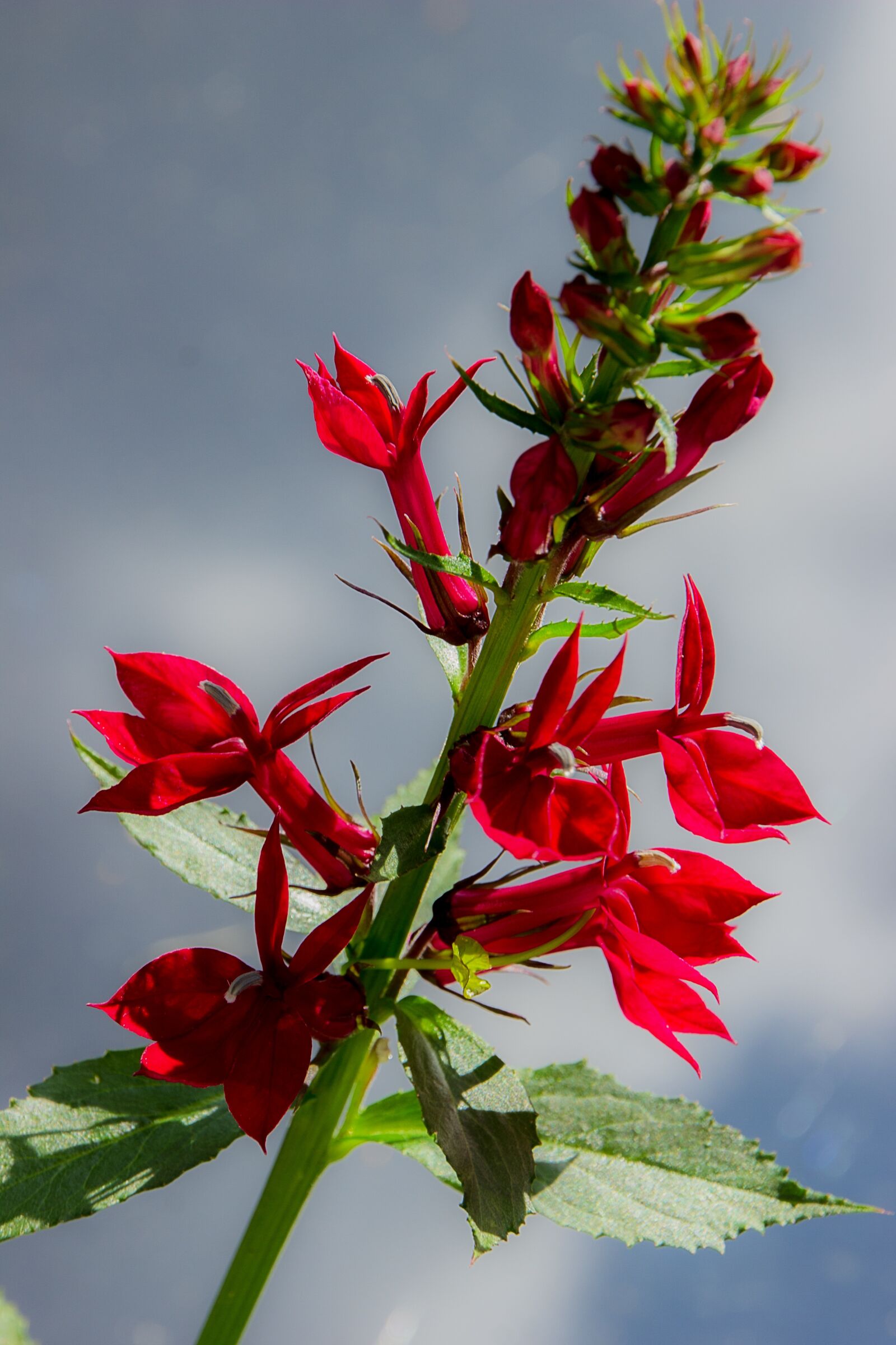Canon EOS 550D (EOS Rebel T2i / EOS Kiss X4) sample photo. Red lobelia, plants, flower photography