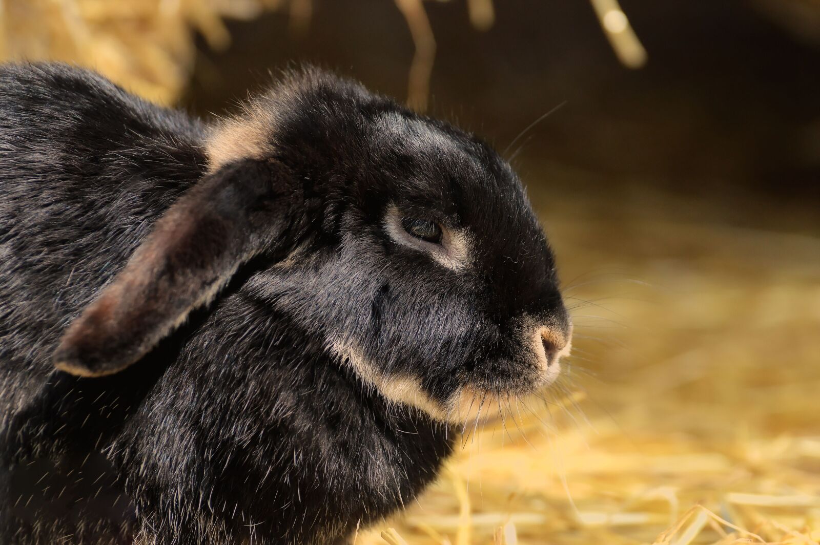 Nikon D3200 sample photo. Rabbit, nager, cute photography