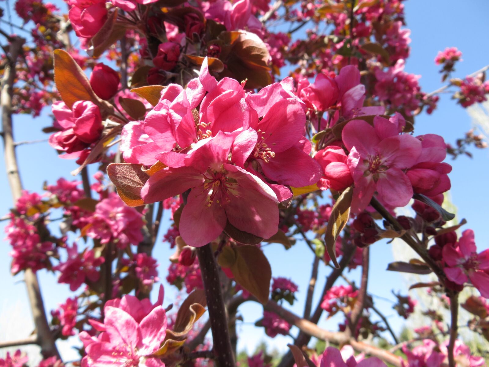 Canon PowerShot SX260 HS sample photo. Flower, nature, spring flowers photography