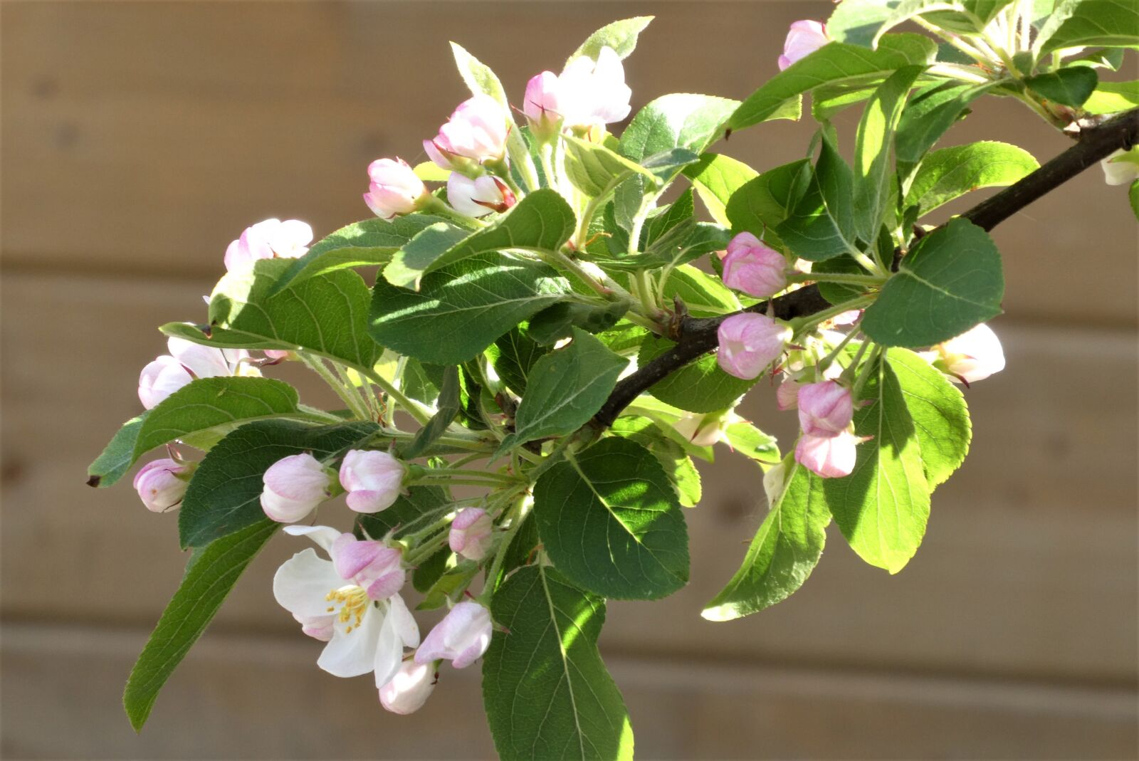 Panasonic Lumix DC-ZS70 (Lumix DC-TZ90) sample photo. Apple blossom, blossom, sierappelboom photography