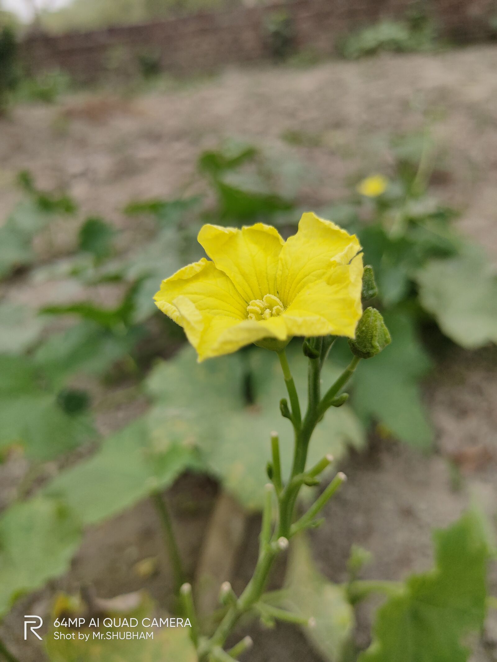 Realme XT sample photo. Yellow flowers, greenery, soil photography