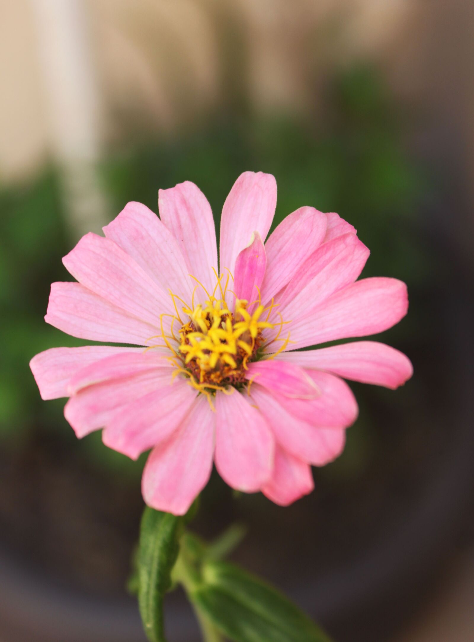 Canon EOS 500D (EOS Rebel T1i / EOS Kiss X3) sample photo. Flower, pink flower, rose photography