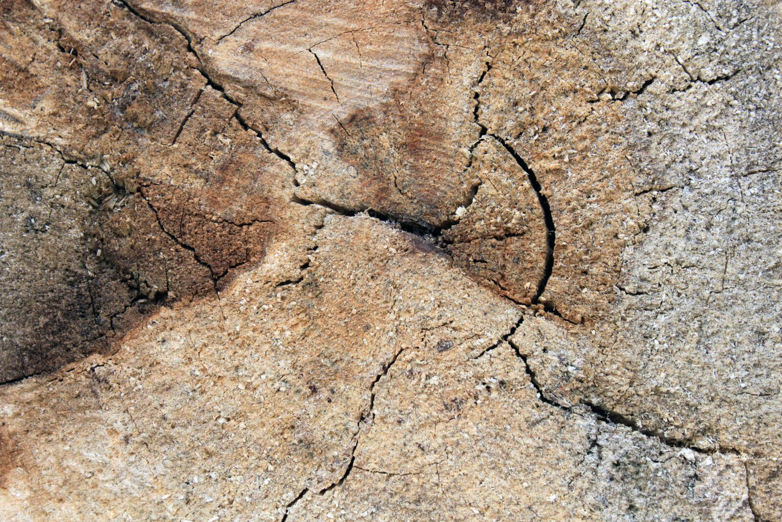 Canon EOS 500D (EOS Rebel T1i / EOS Kiss X3) sample photo. Background, wood, ring photography