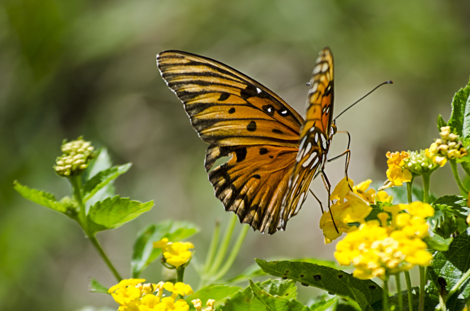 Nikon D5100 sample photo. Animal, nature, flowers, butterfly photography