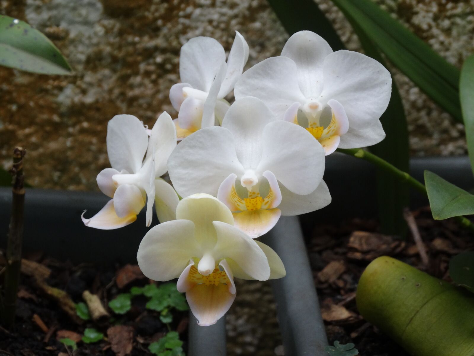 Sony Cyber-shot DSC-HX300 sample photo. Orchid, spring, flower photography
