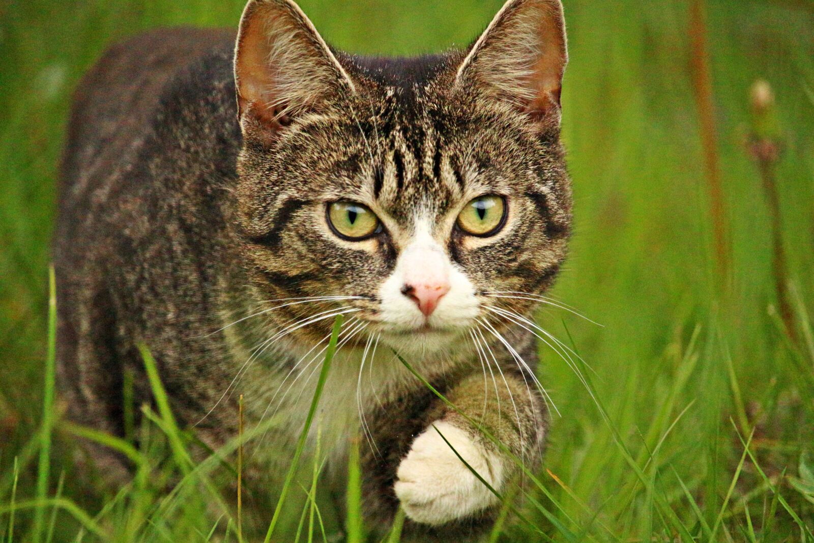 Canon EOS 100D (EOS Rebel SL1 / EOS Kiss X7) sample photo. Cat, tiger cat, mackerel photography