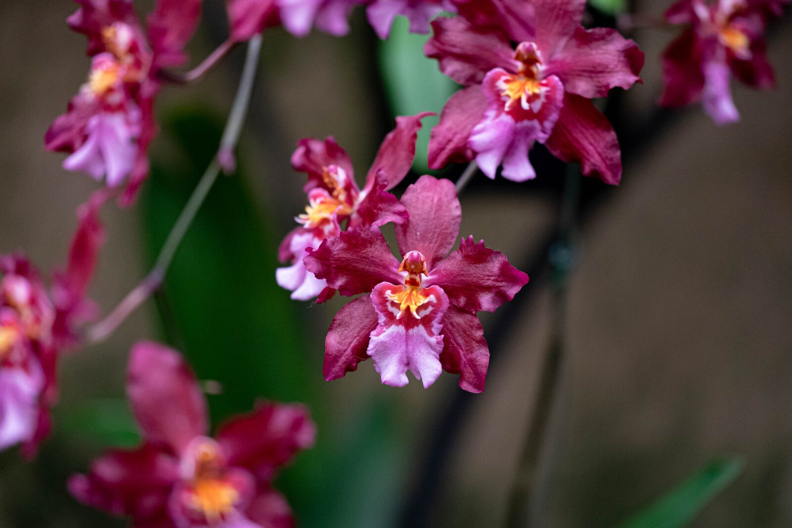 Fujifilm XF 80mm F2.8 R LM OIS WR Macro sample photo. Orchids, flower, greenhouse photography