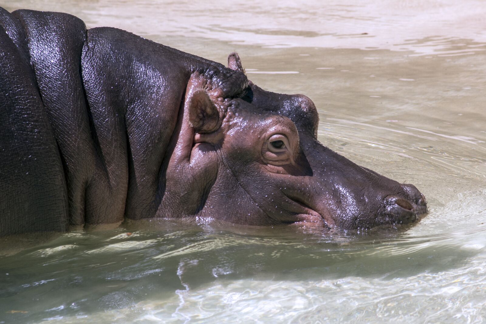 Canon EF-S 55-250mm F4-5.6 IS II sample photo. Hippopotamus, animal, hippo photography