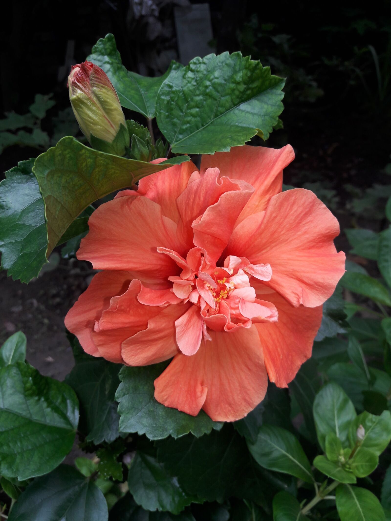 Samsung Galaxy J7 sample photo. Flower, flora, leaf photography