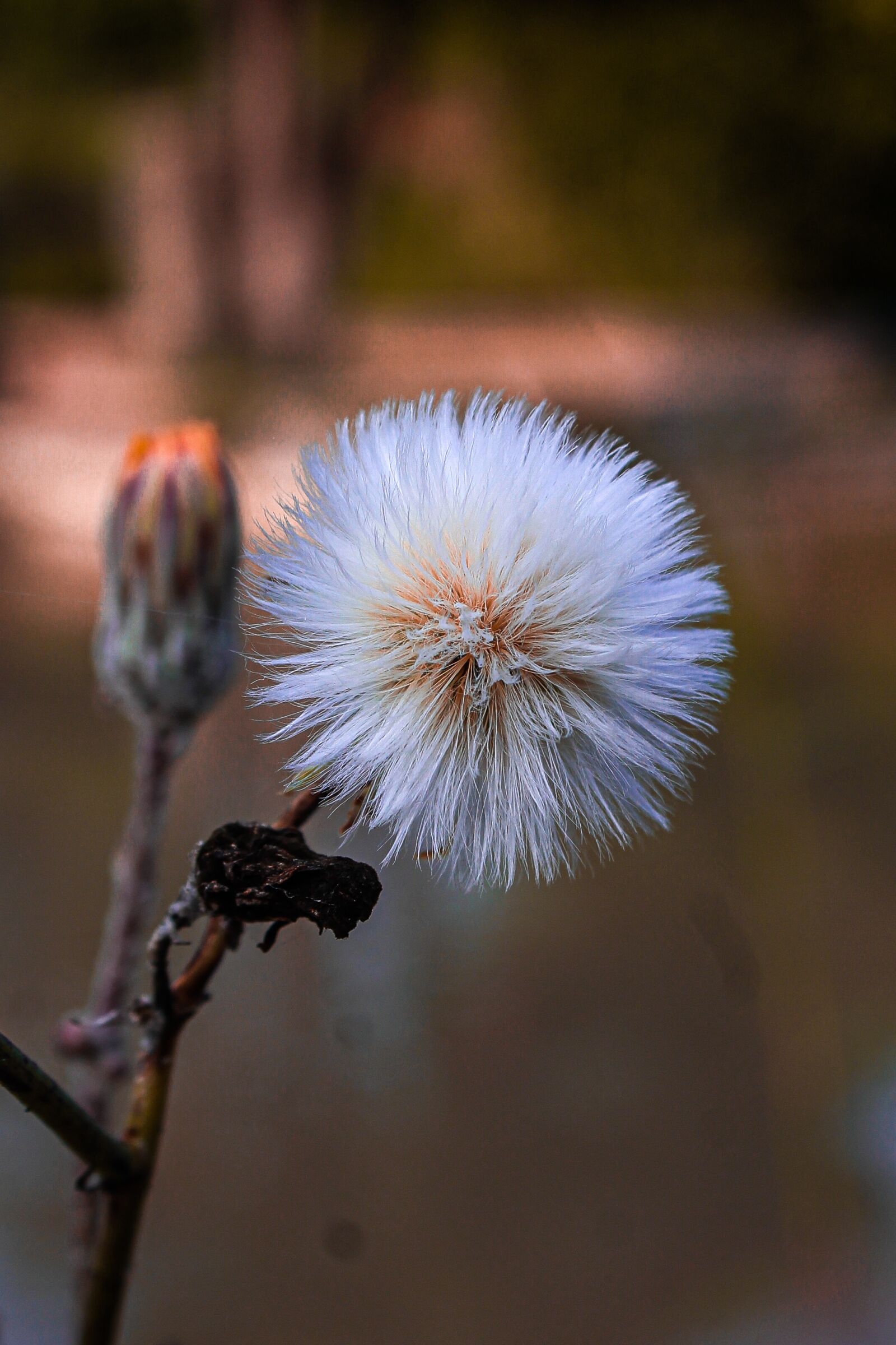 Canon EOS 1200D (EOS Rebel T5 / EOS Kiss X70 / EOS Hi) sample photo. White flower, nature, water photography