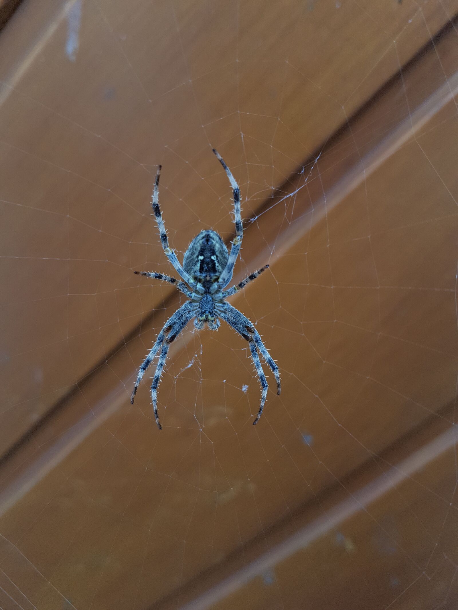 Samsung Galaxy S7 Edge sample photo. Spider, arachnid, insect photography