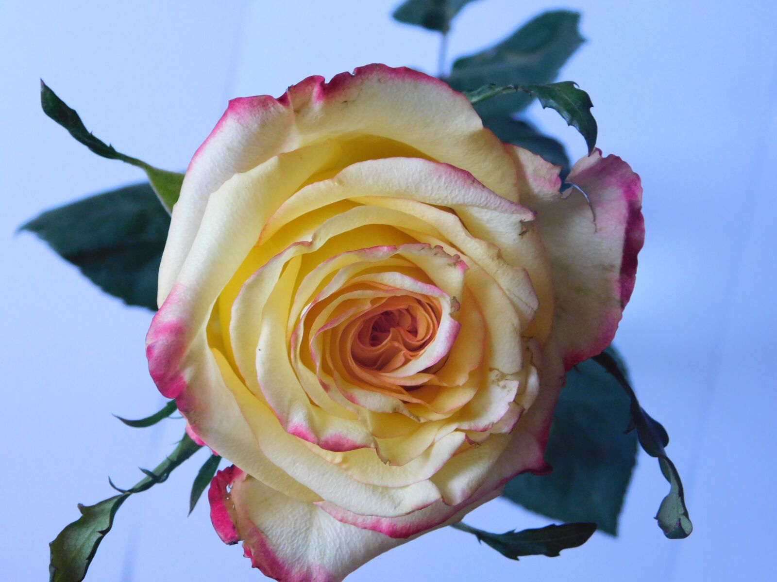 Nikon Coolpix B500 sample photo. Flower, rose, beauty photography