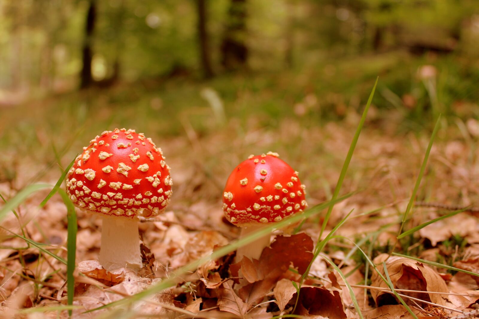 Canon EOS 600D (Rebel EOS T3i / EOS Kiss X5) sample photo. Fly agaric, mushroom, autumn photography
