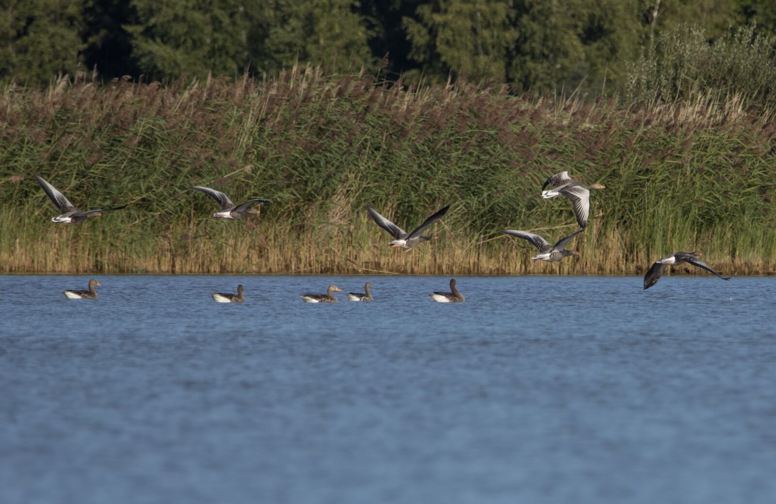 150-600mm F5-6.3 DG OS HSM | Contemporary 015 sample photo. Lake, birds, geese photography