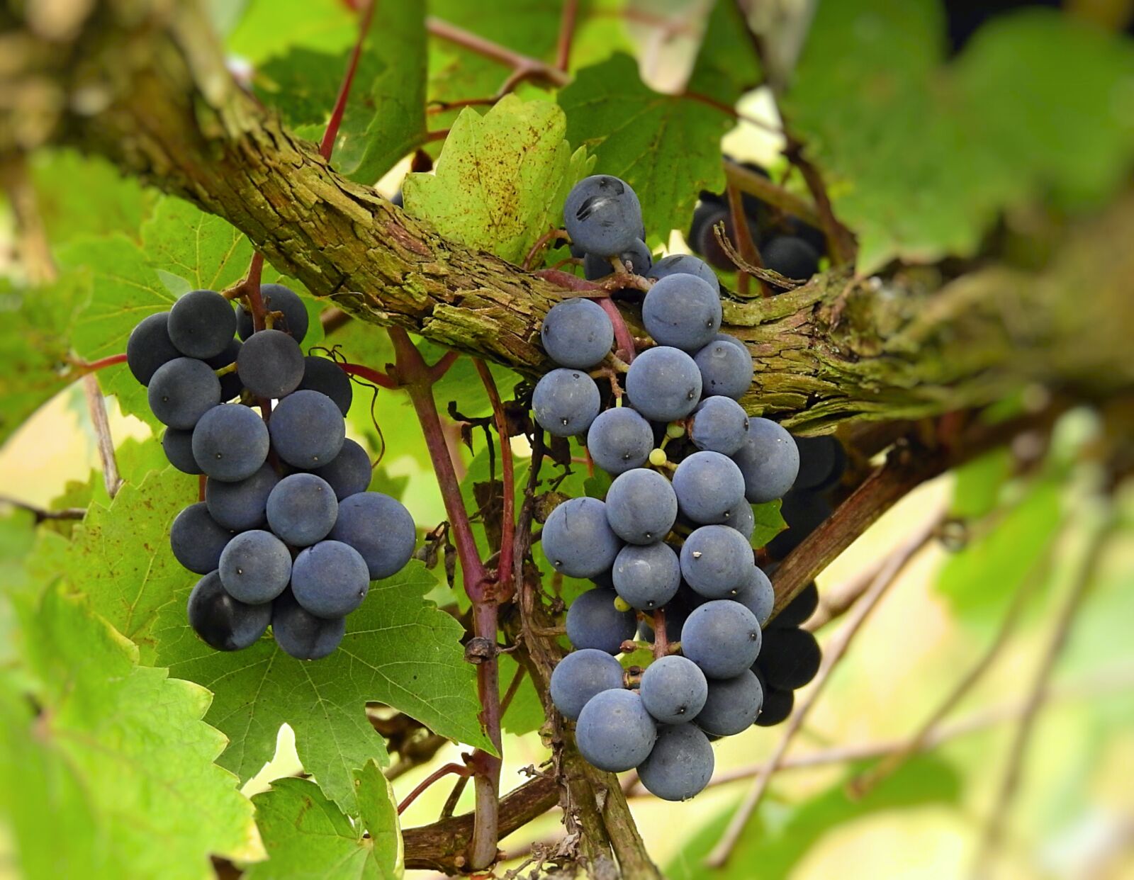 Nikon Coolpix P900 sample photo. Vines, grapes, fruit photography