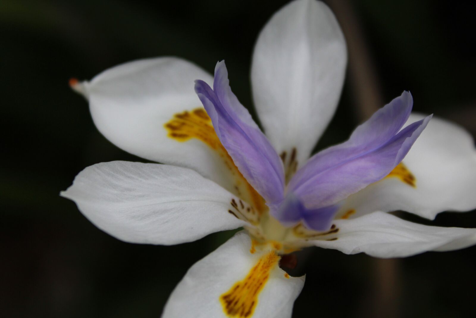 Canon EOS 1200D (EOS Rebel T5 / EOS Kiss X70 / EOS Hi) sample photo. Flower, garden, iris photography